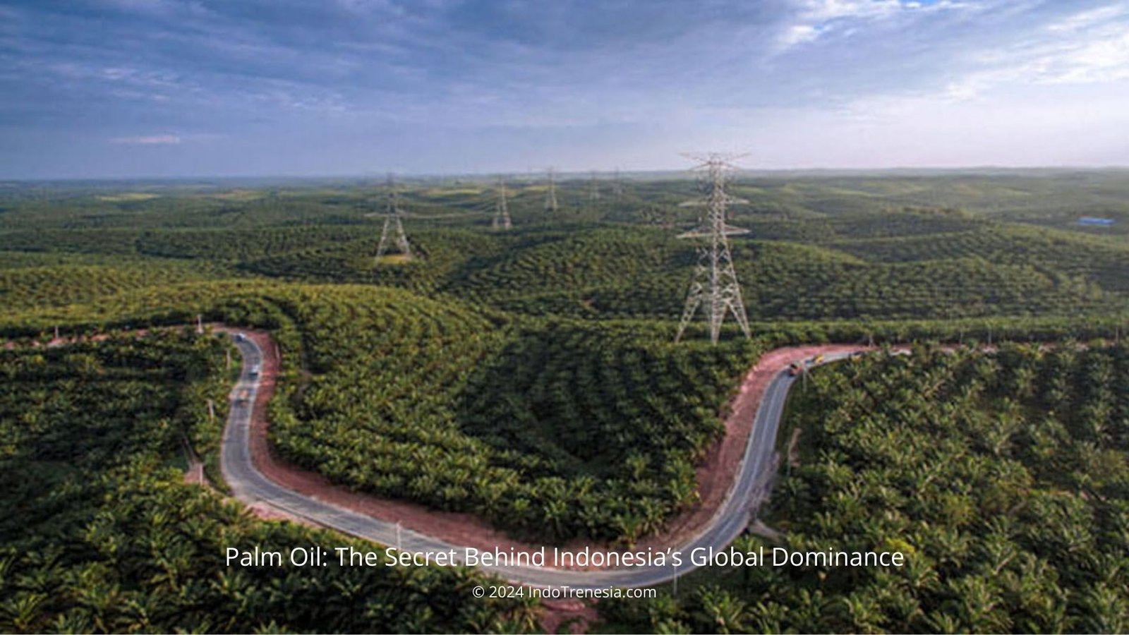 Lush palm oil plantation in Indonesia